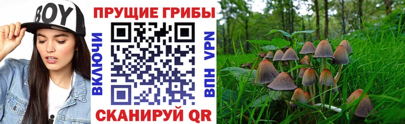 даркнет как зайти где купить Среднеколымск Псилоцибиновые грибы мицелий
